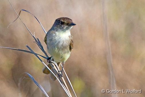 Eastern Phoebe_40664.jpg - Eastern Phoebe (Sayornis phoebe)Photographed along the Gulf coast near Rockport, Texas, USA.